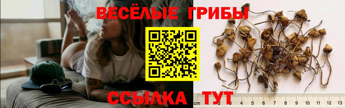 где купить наркотик  Вход с VPN  Ефремов  Псилоцибиновые грибы Cubensis 